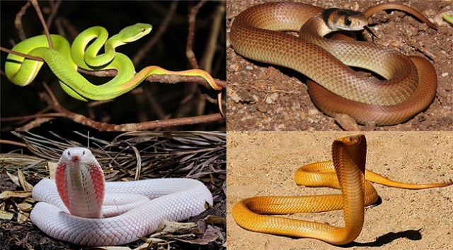 Chiêm bao thấy rắn có màu sắc