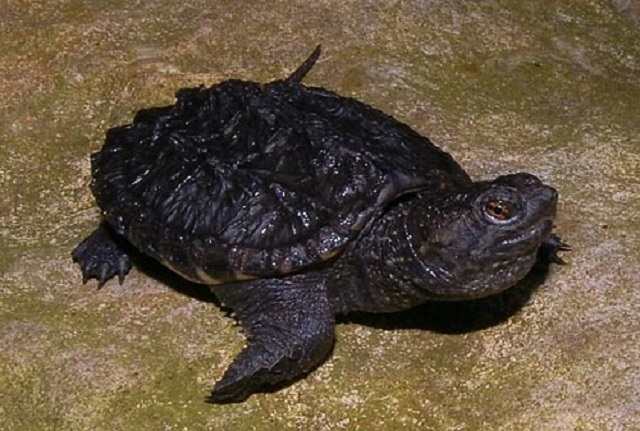 Chiêm bao thấy rùa đen