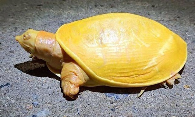 Chiêm bao thấy rùa vàng