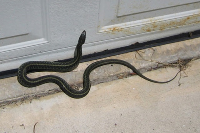 Chiêm bao thấy trong nhà có nhiều rắn